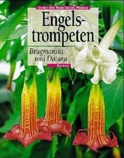 Brugmansia ( Datura)