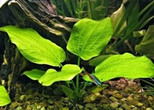 lot x 3 petite echinodorus avant plan nano plante aquarium facile