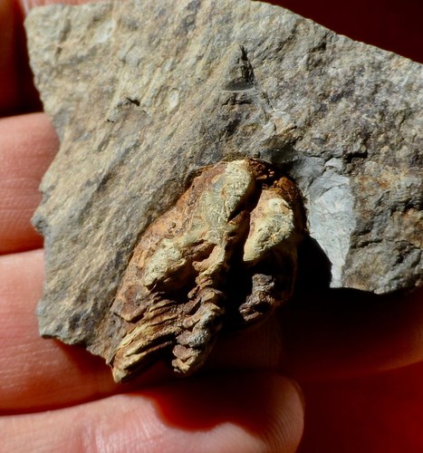 Trilobite dévonien des - trilobite,