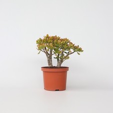 Arbre de jade - Crassula ovata