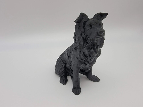 border collie