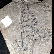 Fossil plant Very Rare fern Zeilleria rhodeaeforis & Asterophyllites namuriana !