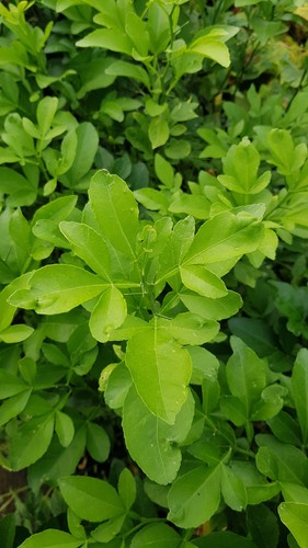 Citrumelo swingle - (de, /