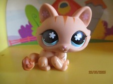 Petshop chat sphynx #649