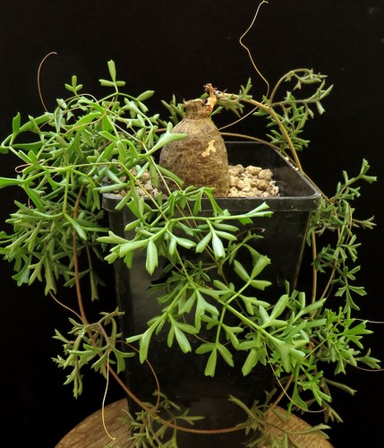 Cyphostemma montagnacii - , de