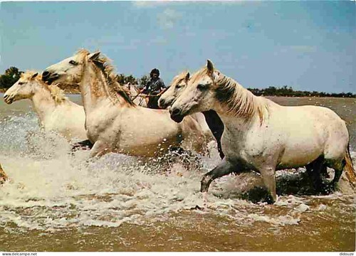 Carte postale animaux - postale,