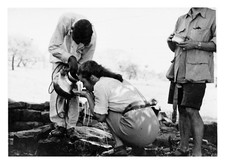 India, Pahargarh Estate, Tiger Hunting, Point d&#039;water, Vintage Print, 1949 