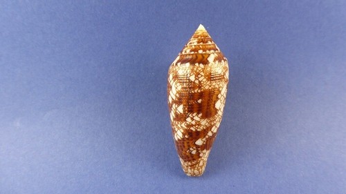 Coquillage conus aureus - coquillage,