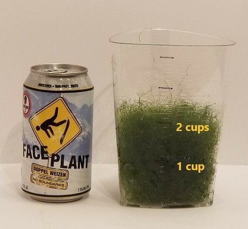 Cups macro algae - 2,