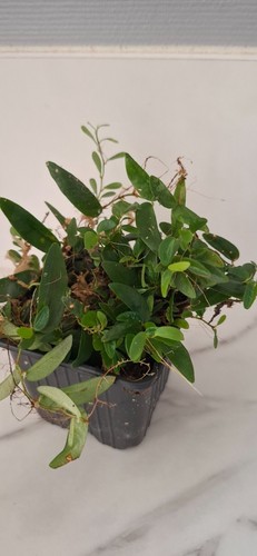 Ficus punctata plante - punctata, –