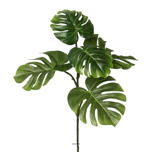 Branche philodendron - branche,
