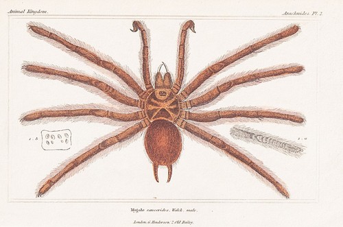 Mygale cancerides araignées - mygale,