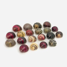 20 coquillages Vittina