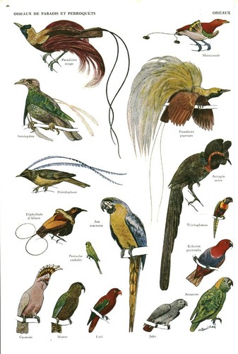 Document ancien oiseaux - , de