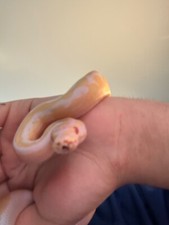 albino pied ball python