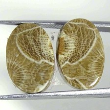 13.40 Cts Corail Fossile Maroc