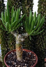 TYLECODON GRANDIFLORUS adenium