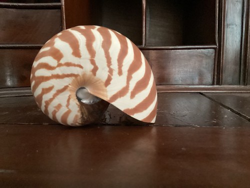 Rare petit nautile zêbré