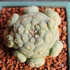 Cactus Succulent Plants Home Garden Beautiful Multiple heads Plan 6-7cm