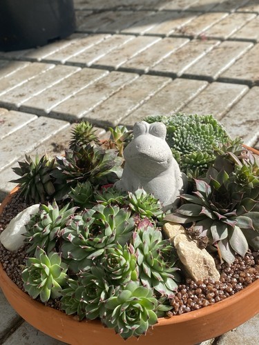 Composition succulentes en - de,