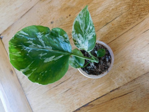 Monstera bulbasaur rare - monstera,