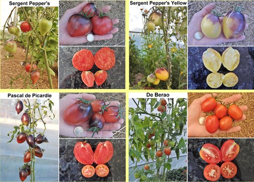 Variétés tomates au - variétés,