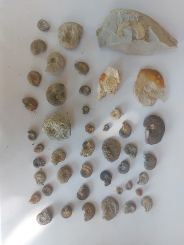 Superbe lot fossiles - superbe,