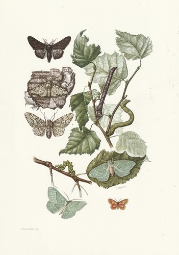 Board 118 natural - natural, history