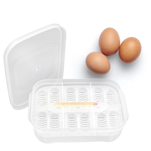 Reptile oeuf incubation - oeuf,