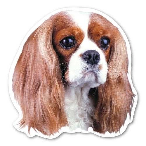 Cavalier king charles - charles, spaniel