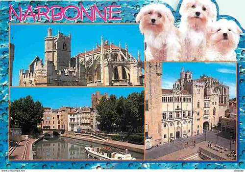 Carte postale animaux - -,