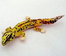Jouet Mini Figurine 008 Gecko
