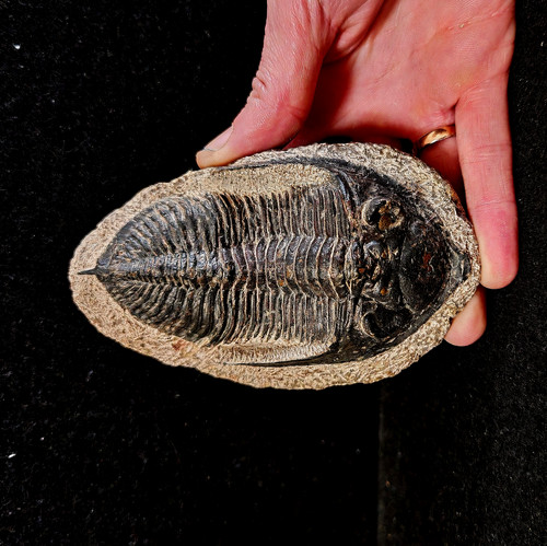 Grand trilobite hollardops - grand,