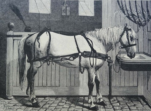 Cheval harnachement dans le - cheval, en