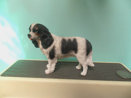 Cavalier king charles - king,