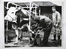 Cow Hoof Trimming Cradle Alfred Gutknecht Cattle Pedicure 1963 VTG Press Photo