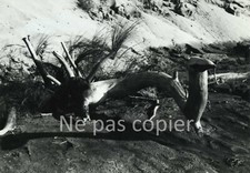 Art Photograph circa 1960 by G. DUSSANDIER driftwood