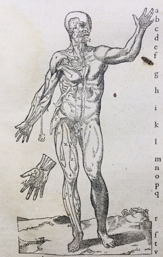 Rare 1585 figure anatomique - figure,