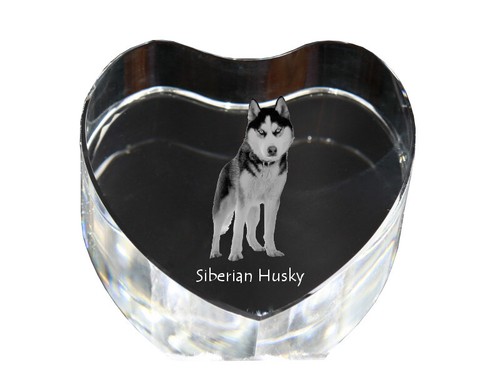 Siberian husky photo de - husky,