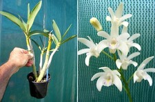 Dendrobium (speciosum x