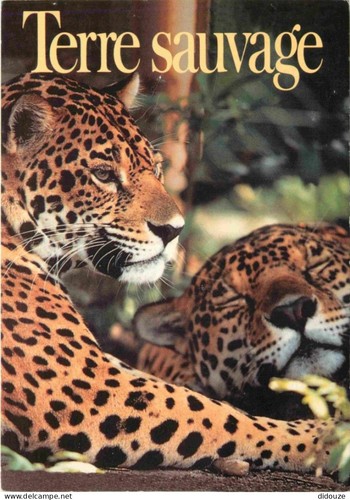 Carte postale animaux - postale,