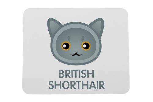 British shorthair sous main - shorthair, sous-main