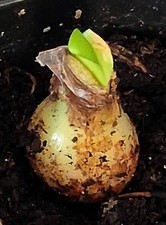 Hippeastrum parodii, amaryllis