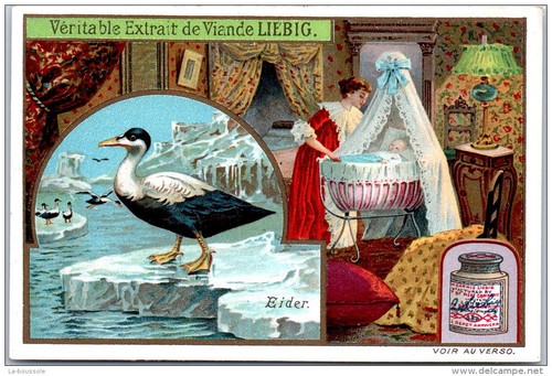 Liebig eider - liebig,