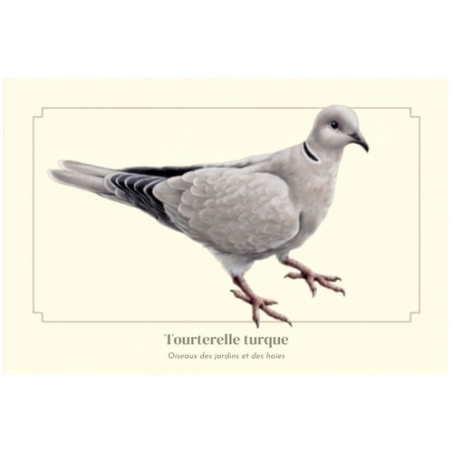 Tourterelle turque carte - tourterelle,