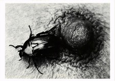 CPM ANNE GARDE, TARGET (d2166)