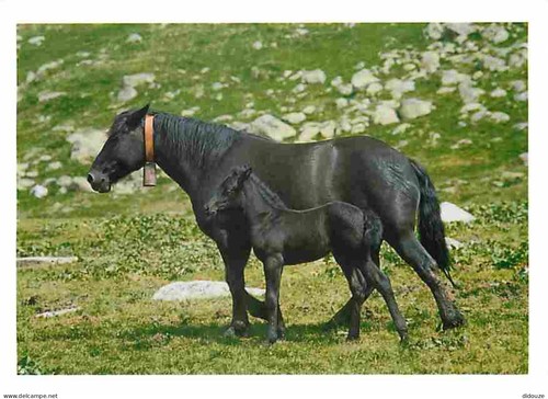 Carte postale animaux - postale,
