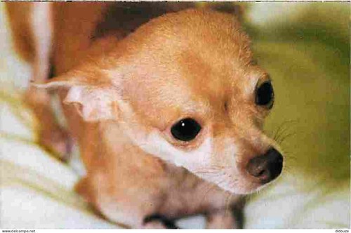 Carte postale animaux - carte,