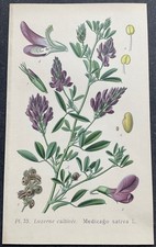 Botanique Luzerne cultivée