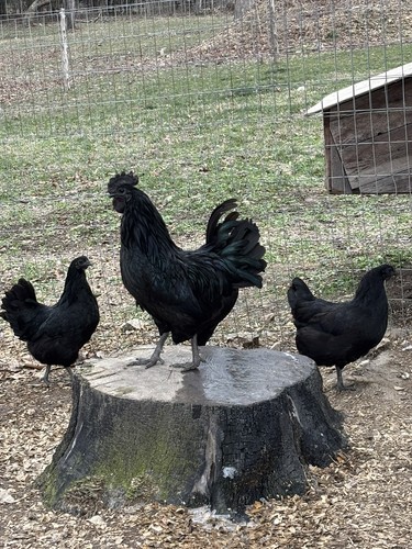 Ayam cemani fertilized - ayam,